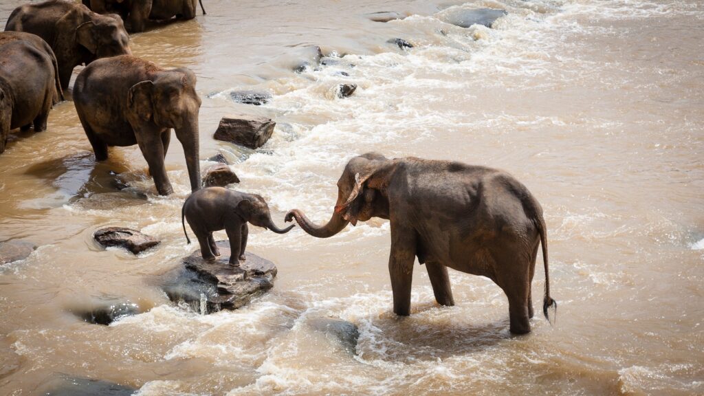 elefanten in Afrika