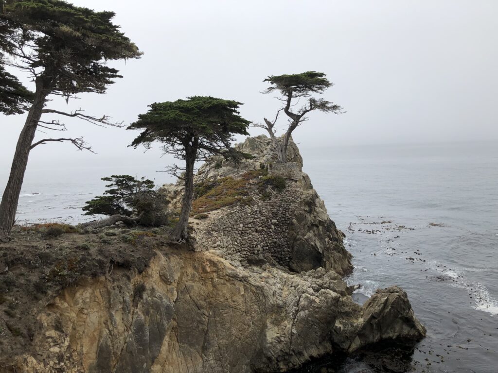 Pinie auf Felsen am 17-Miles-Drive