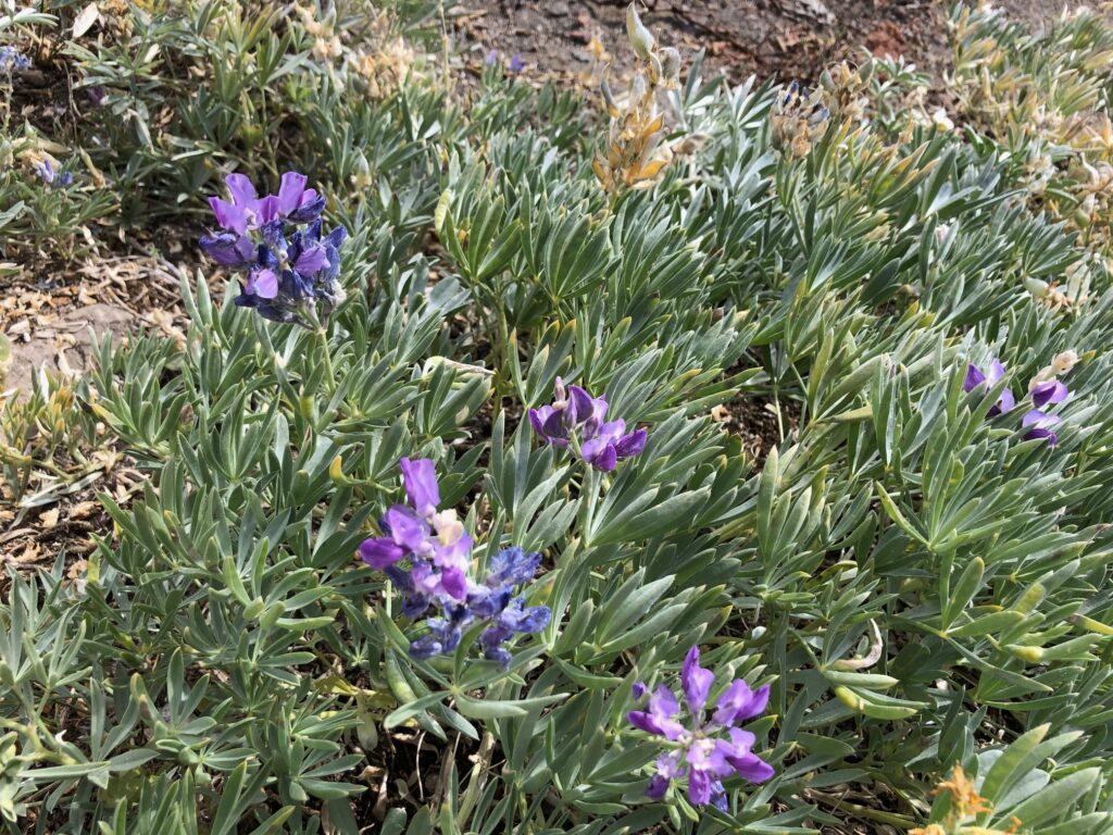 Violette Blumen auf Mount Shasta