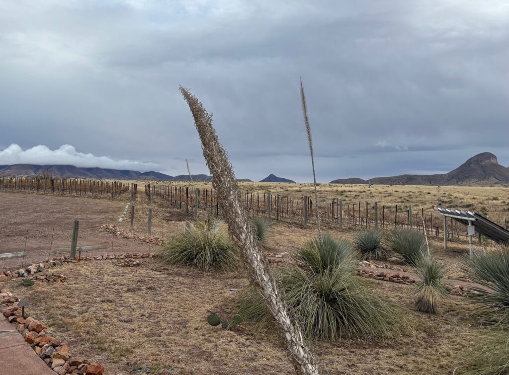 Weinbau in Arizona Wüste